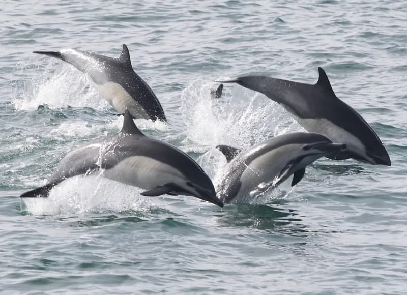 Common Dolphin (Delphinus delphis)