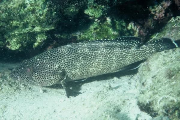 Surge Grouper (Epinephelus socialis)