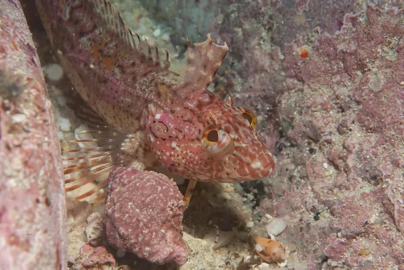 Autumn Klipfish (Clinus arborescens)