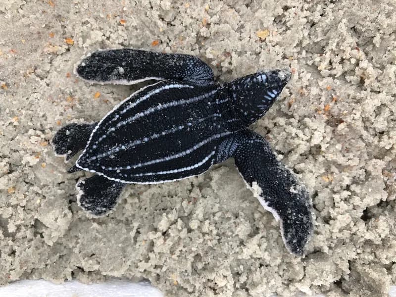 Leatherback (Dermochelys coriacea)