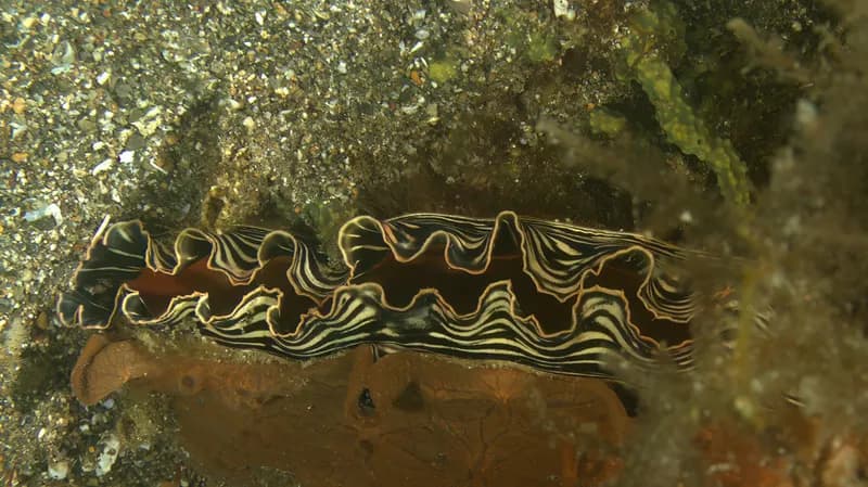 Comb Penshell (Atrina pectinata)