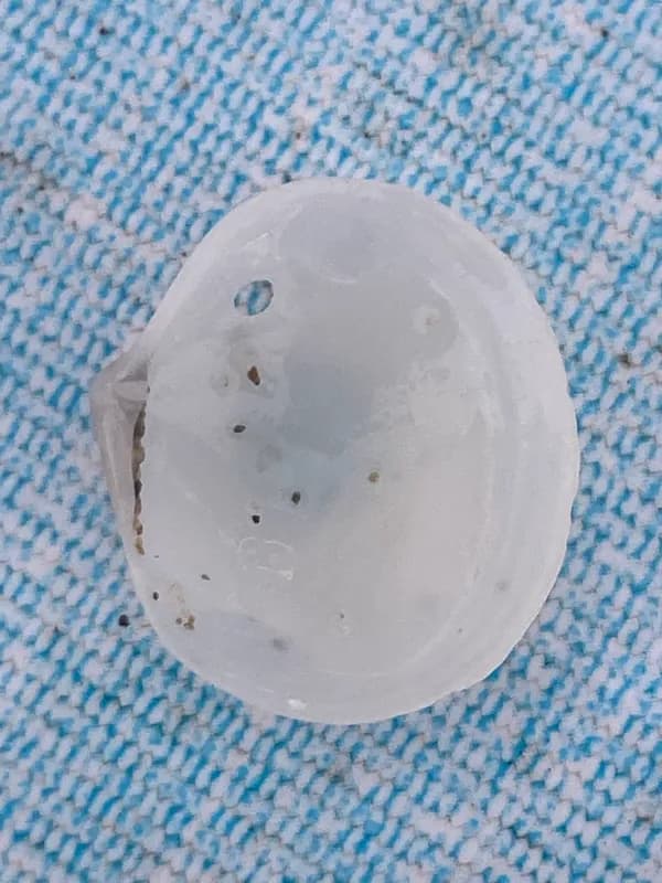 Round Double-Tooth (Diplodonta rotundata)
