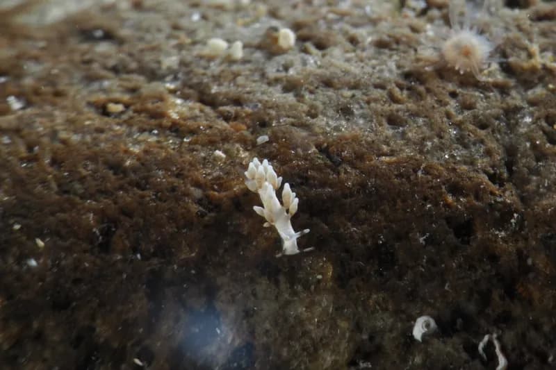 Cuthona tina