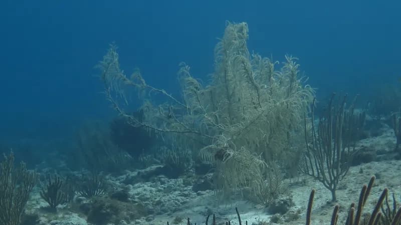 Dry Sea Plume (Antillogorgia acerosa)