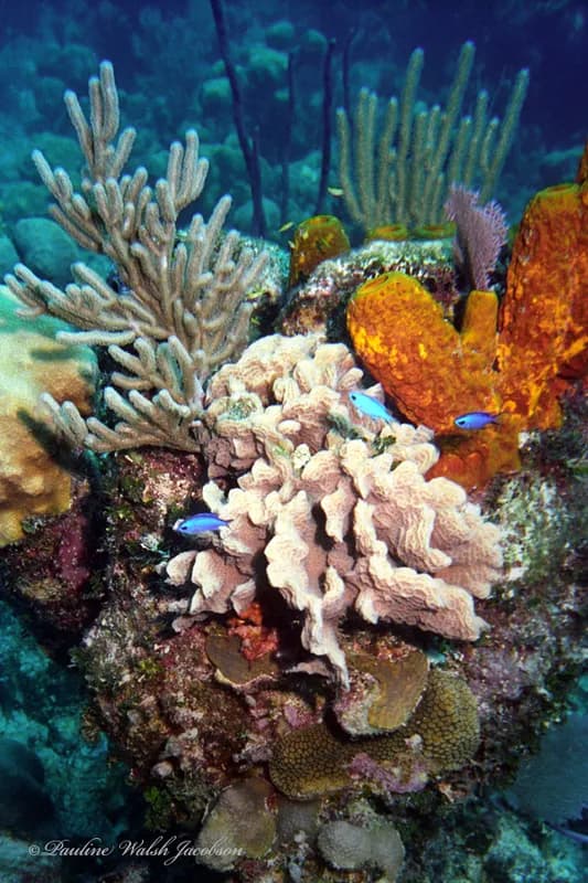 Blue Chromis (Azurina cyanea)