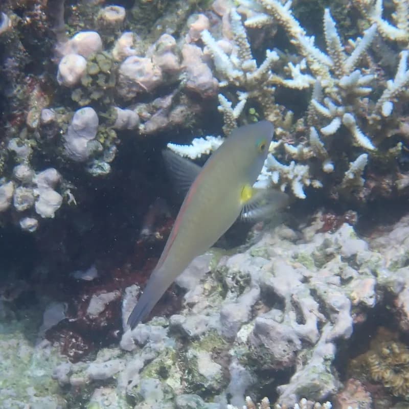 Scarus flavipectoralis