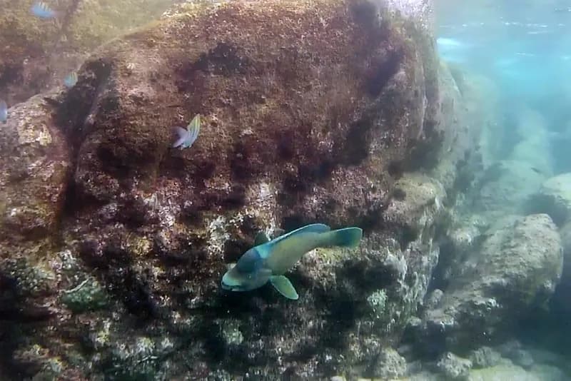 Scarus perrico