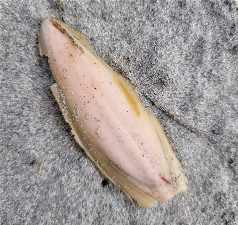 Pink Cuttlefish (Rhombosepion orbignyanum)