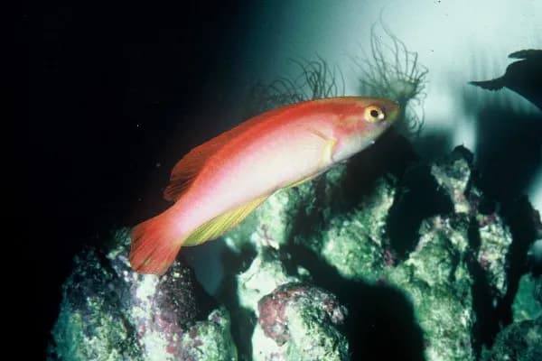 Cirrhilabrus jordani