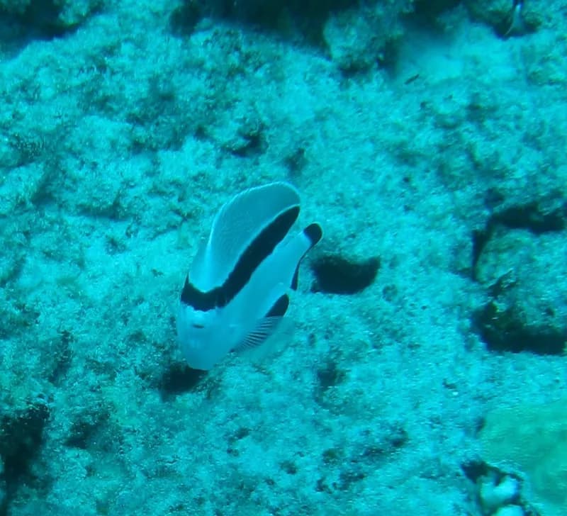 Apolemichthys arcuatus