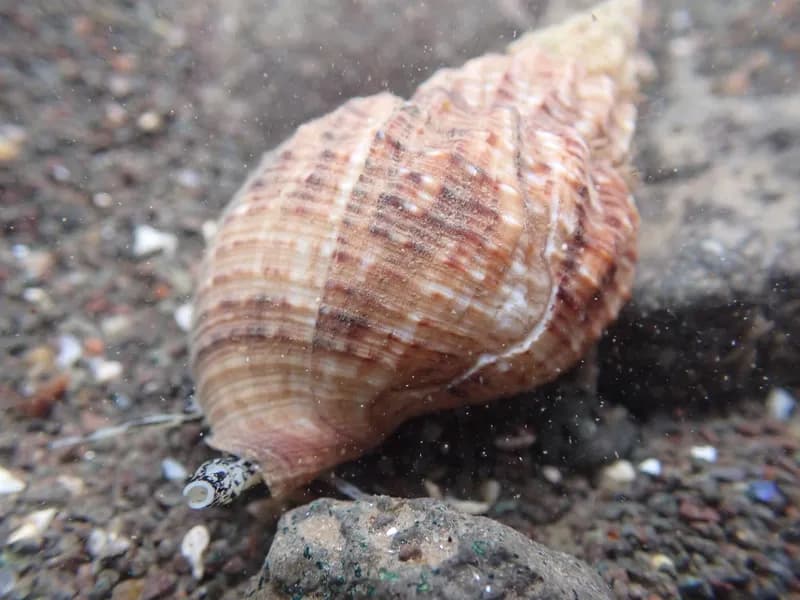 Buckie (Buccinum undatum)