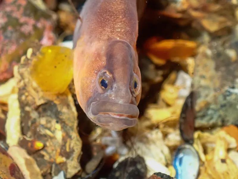 Butterfish (Pholis gunnellus)