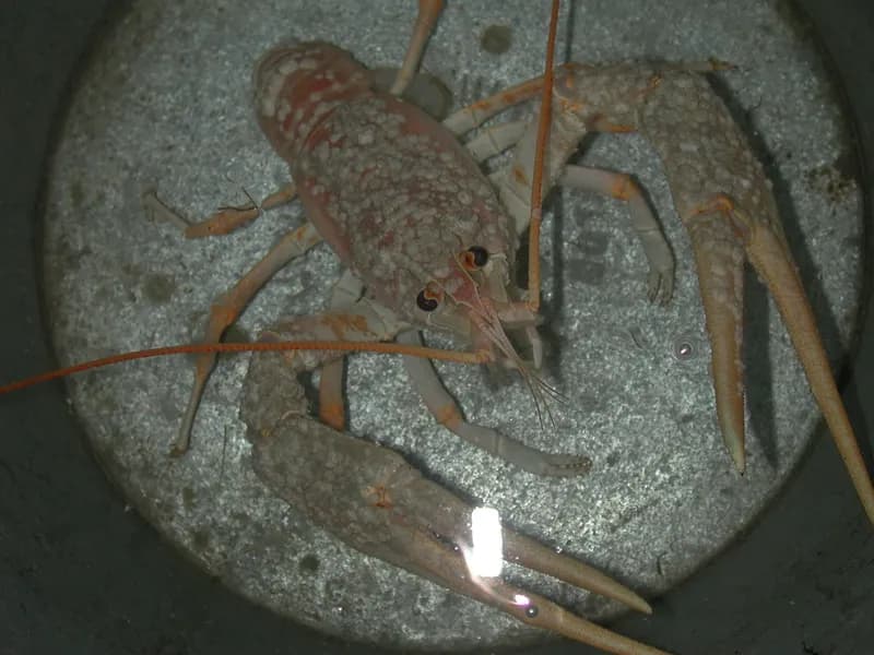 Danube Crayfish (Pontastacus leptodactylus)