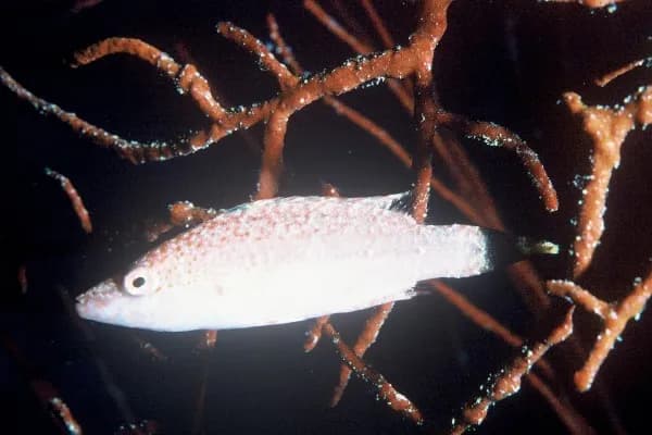 Oxycheilinus arenatus