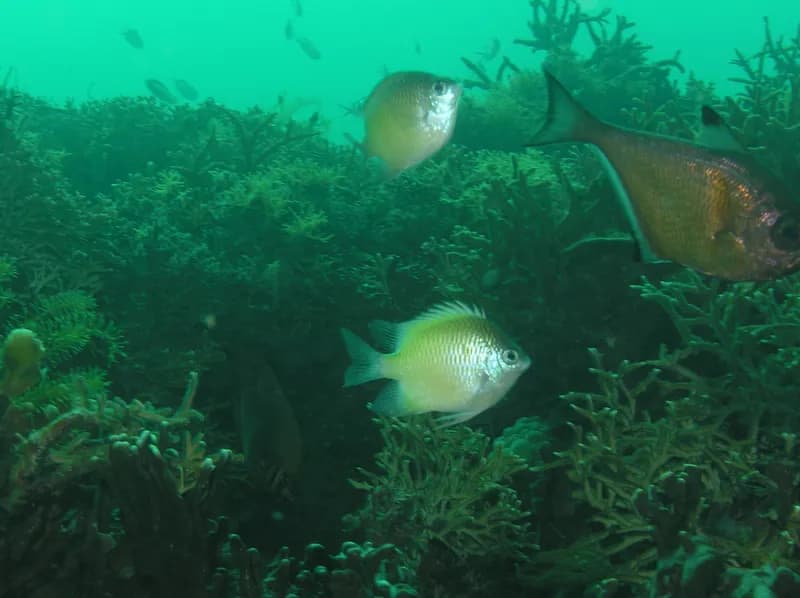 Batuna Damsel (Amblyglyphidodon batunaorum)
