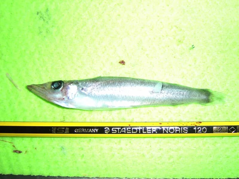 Longnose Greeneye (Parasudis truculenta)