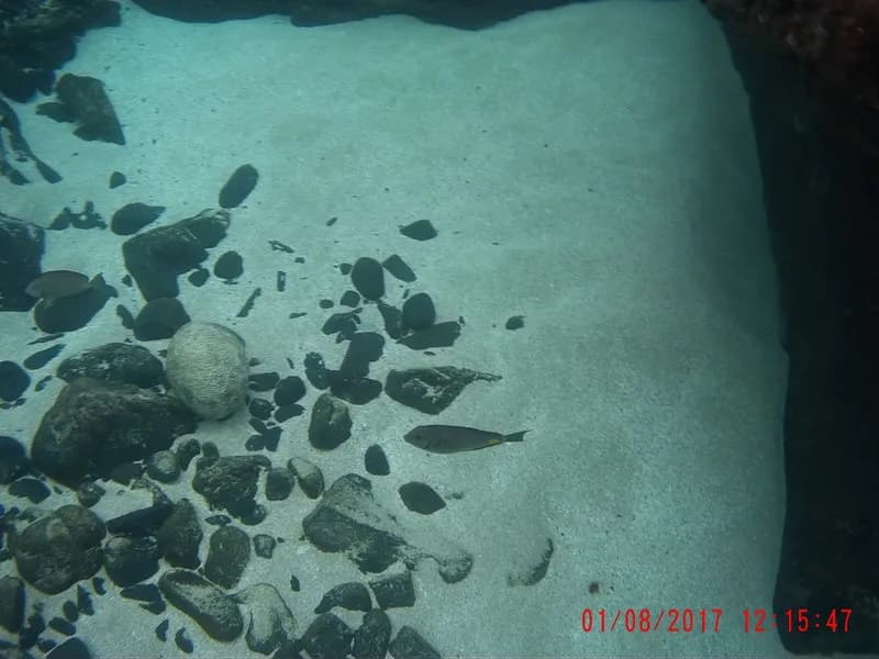 Acanthurus monroviae