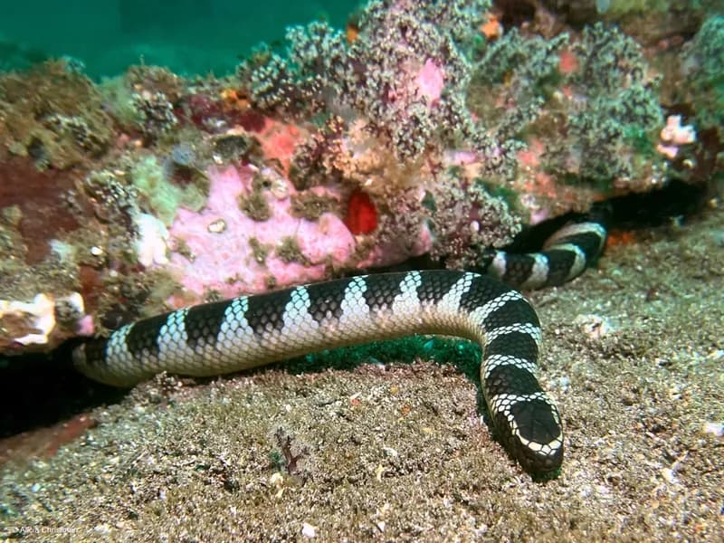 Laticauda semifasciata