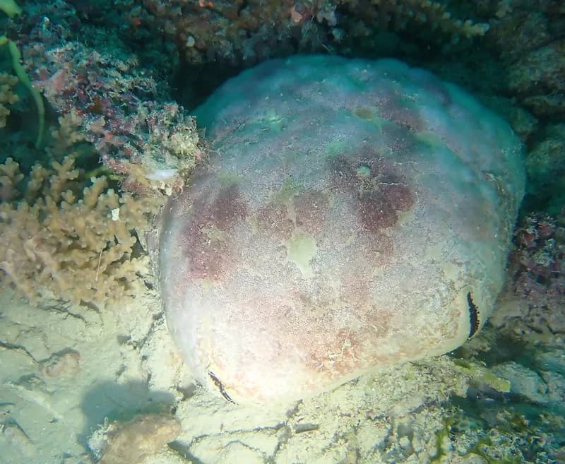 Cushion Star (Culcita novaeguineae)