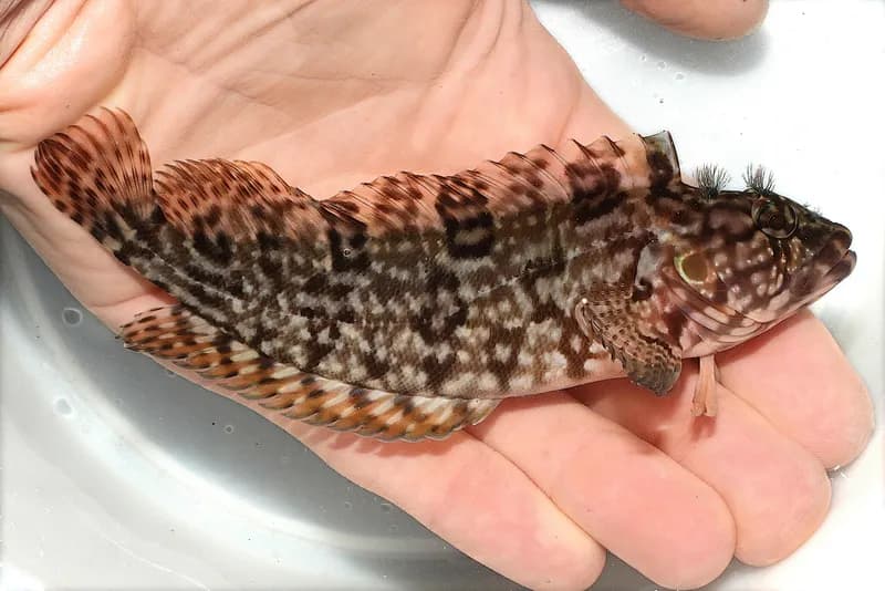 Masquerader Hairy Blenny (Labrisomus conditus)