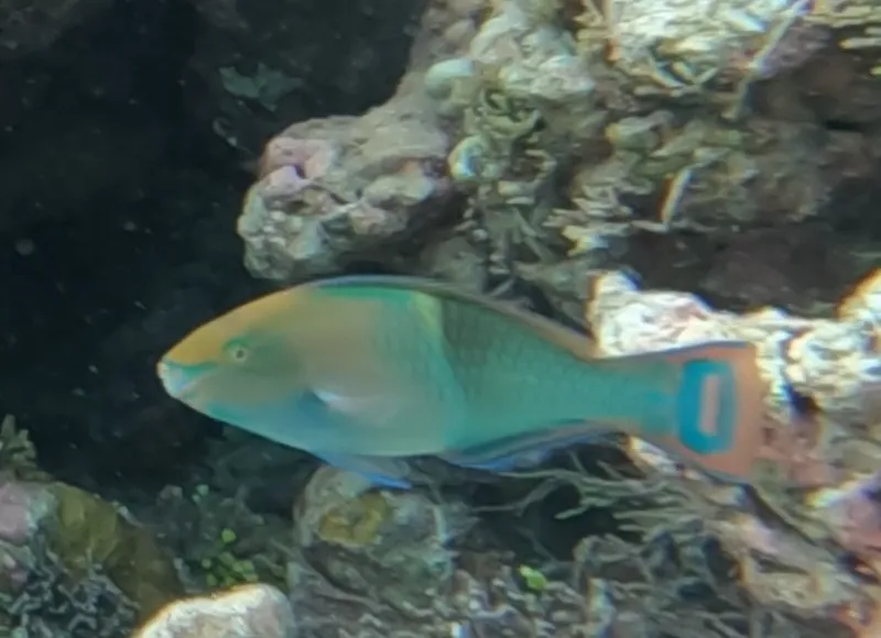 Scarus schlegeli