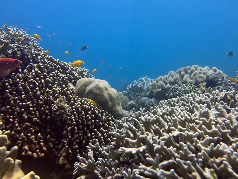 A wide field of hard corals in different shapes under clear blue water