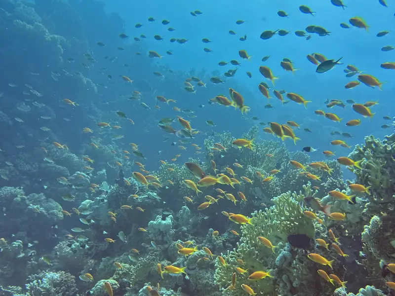 Small orange reef fish swarming over a coral slope in blue water