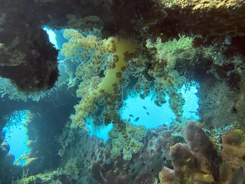Soft coral growing through the openings of a wreck, with blue water behind