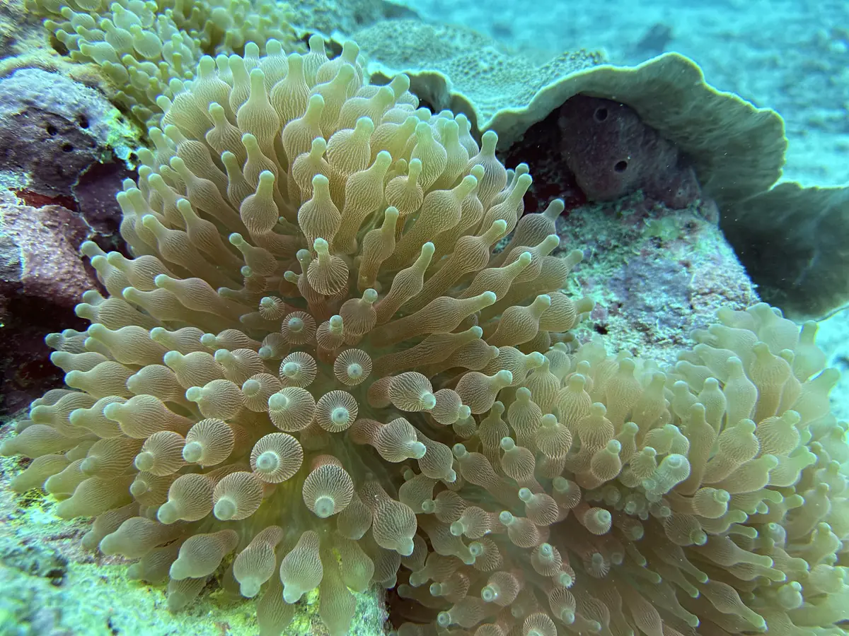 An anemone with rounded tentacles filling most of the frame