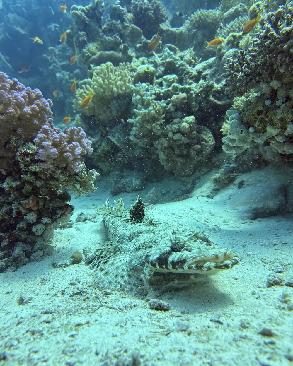 A mottled fish lying camouflaged on pale sand at the foot of the reef