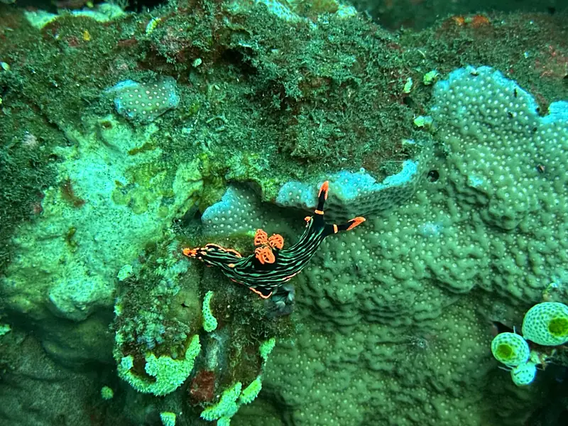 A black and orange nudibranch crossing green coral
