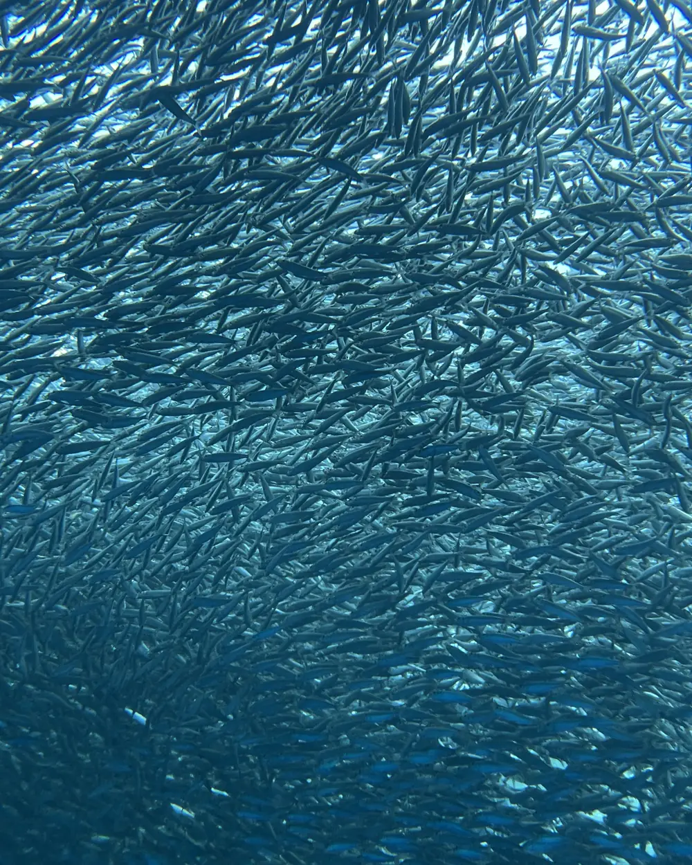 A dense school of small silver fish filling the water column