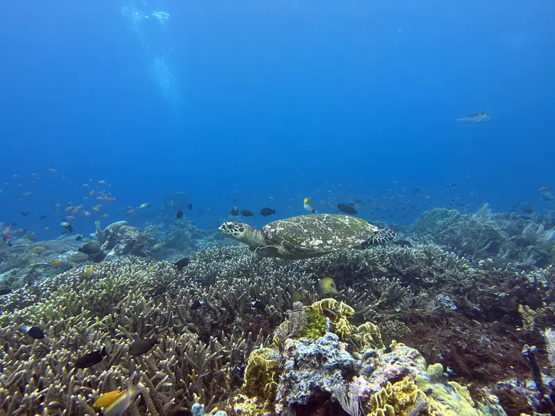 A shallow reef flat covered in hard coral, with a sea turtle resting in the distance