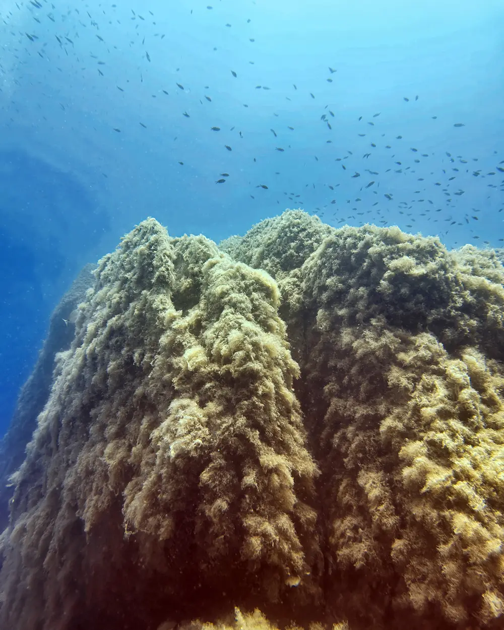 A rocky pinnacle covered in low growth, with small fish in the blue water above