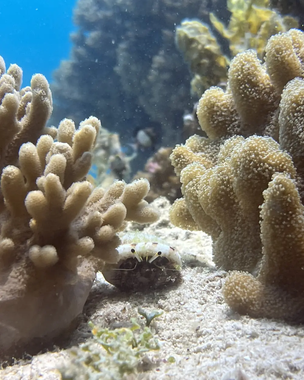 Coral with finger-like lobes growing on a sandy patch of reef