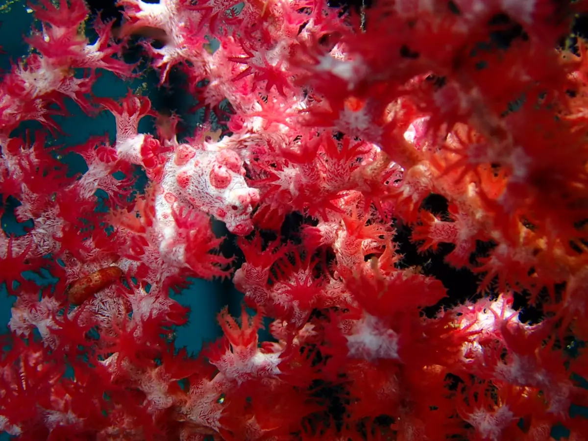 Dense red and white soft coral filling the frame