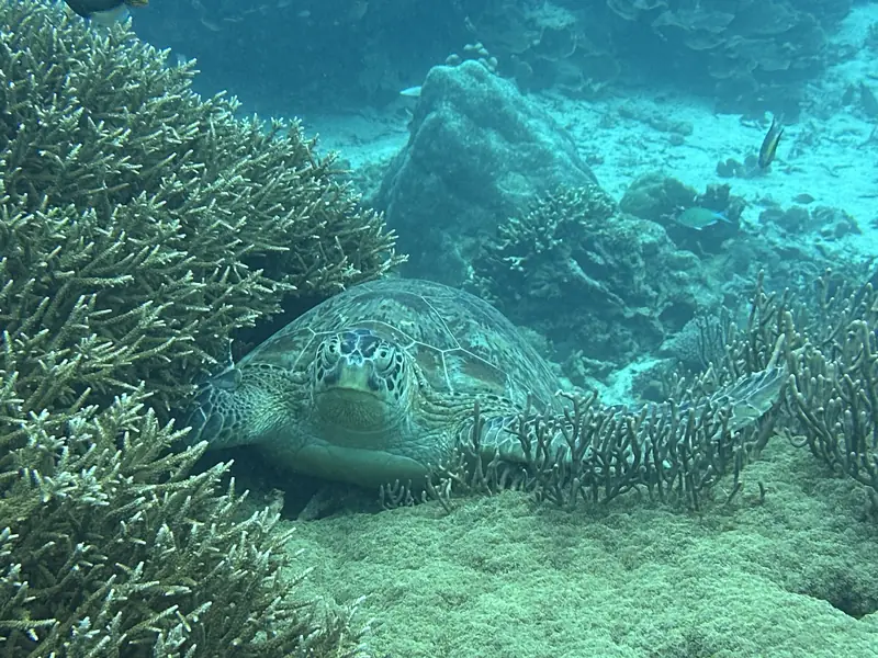 A sea turtle resting on sand between branching corals