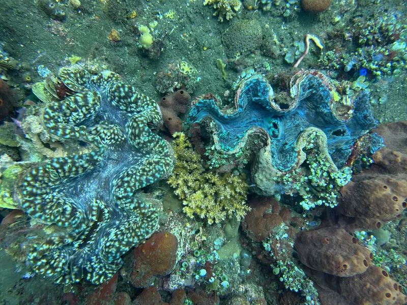 Two giant clams with patterned blue and green mantles set in the reef