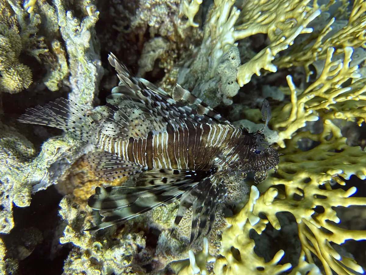 A lionfish with striped fins resting among yellow branching coral