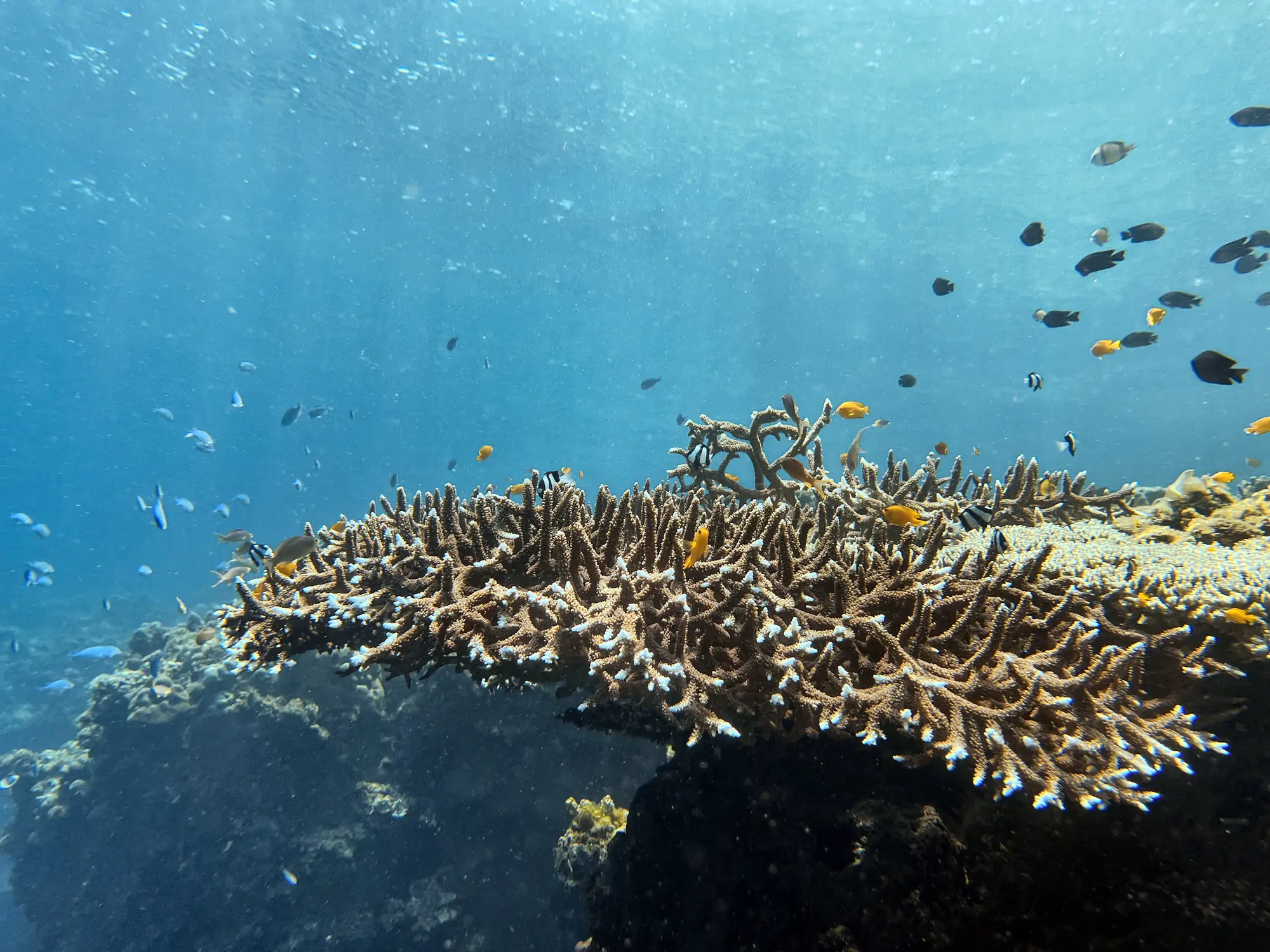 A staghorn coral table with reef fish in open blue water