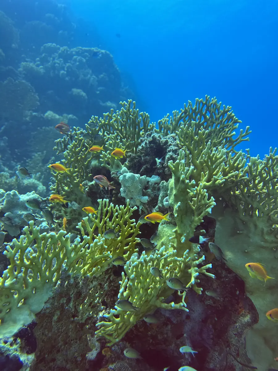 Fire coral with orange anthias on a reef in clear blue water